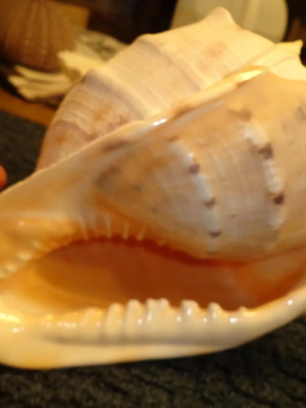 Sea Shell Authentic King Helmet Large 9